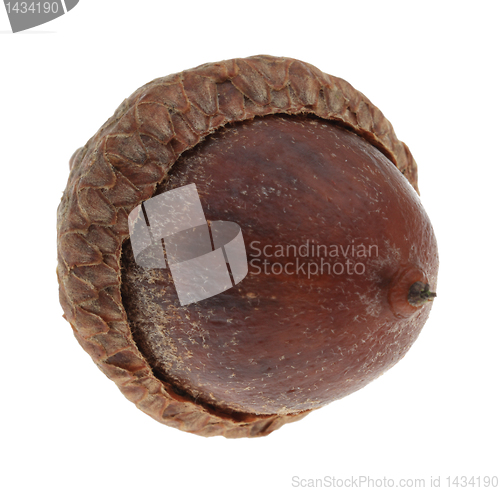 Image of Oak nut