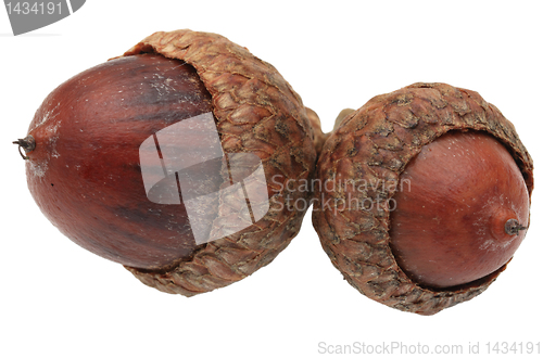 Image of Twin acorns