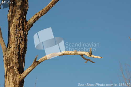 Image of old tree