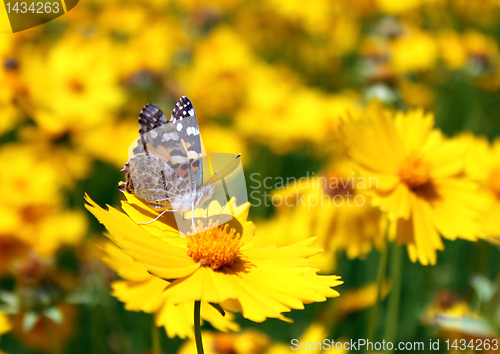 Image of butterfly on flower