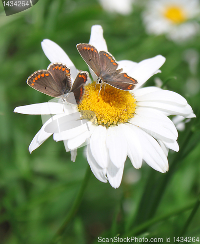 Image of butterflies on camomile