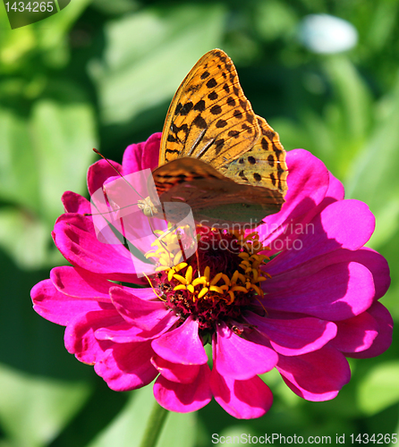 Image of buterfly on zinnia