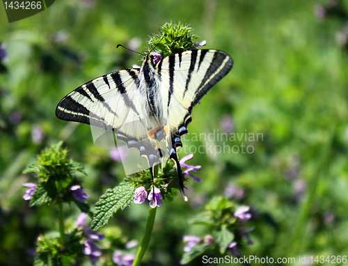 Image of butterfly (Scarce Swallowtail) 