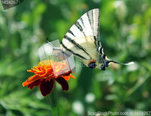 Image of butterfly on marigold