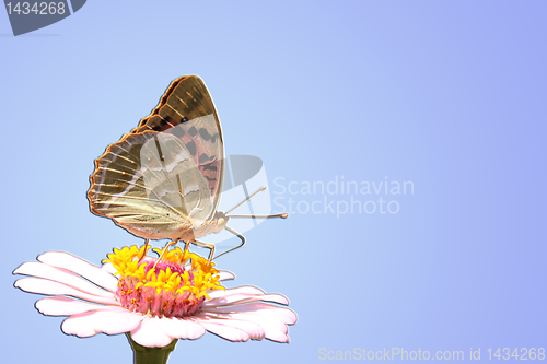 Image of  butterfly on flower