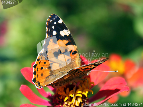 Image of butterfly on flower