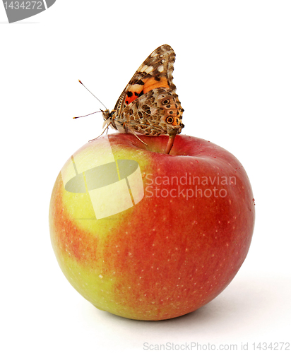 Image of butterfly on apple