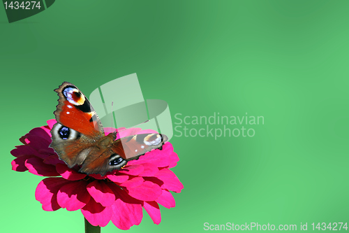 Image of  butterfly on flower