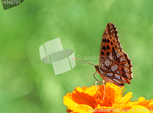Image of  butterfly on marigold