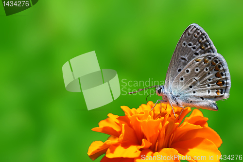 Image of butterfly on marigold