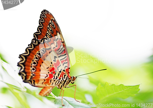 Image of butterfly on green leaf