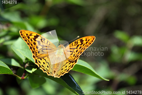 Image of butterfly on leaf