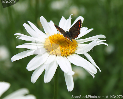 Image of buterfly on camomile