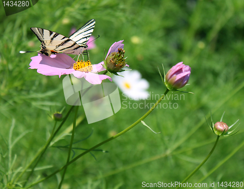 Image of butterfly on flower