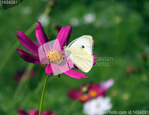 Image of butterfly on flower
