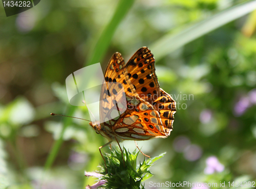 Image of butterfly 