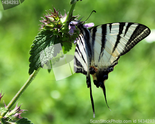 Image of butterfly on wild flower