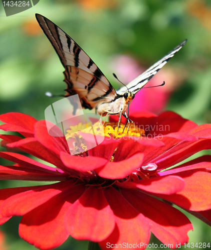 Image of butterfly on flower