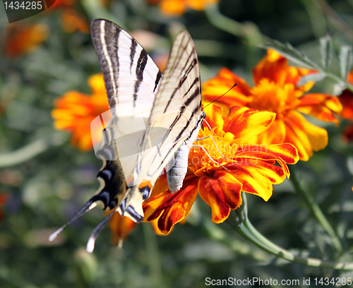 Image of butterfly on marigold
