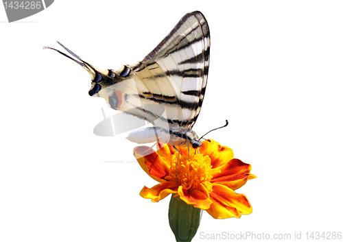 Image of butterfly on flower