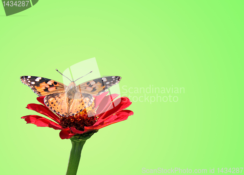 Image of summer background