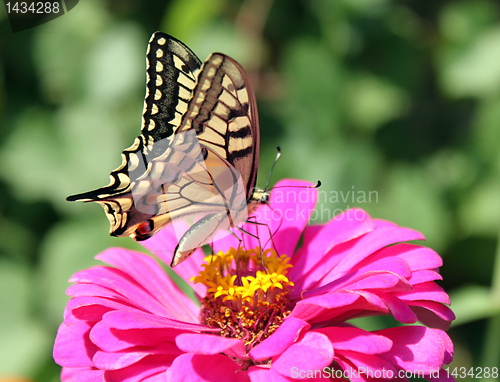 Image of butterfly Papilio Machaon