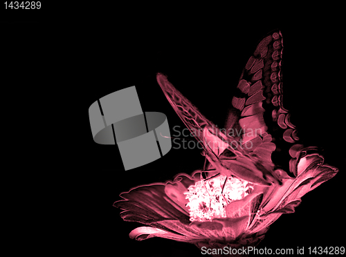 Image of butterfly on flower