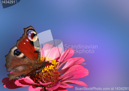 Image of butterfly on flower