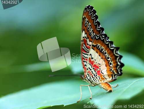 Image of butterfly (Red Lacewing)