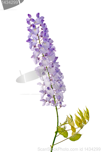 Image of Wisteria flowers