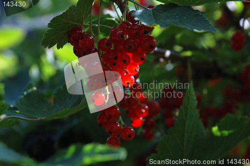 Image of Berries