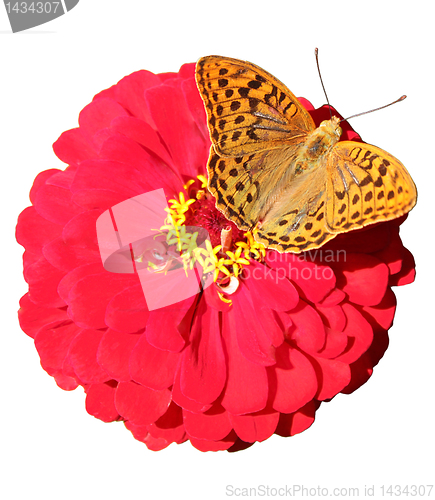Image of butterfly on flower