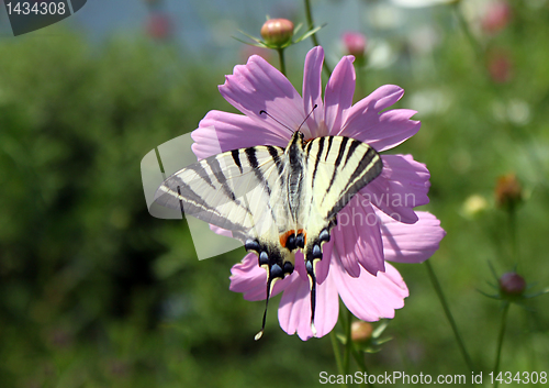 Image of butterfly (Scarce Swallowtail)