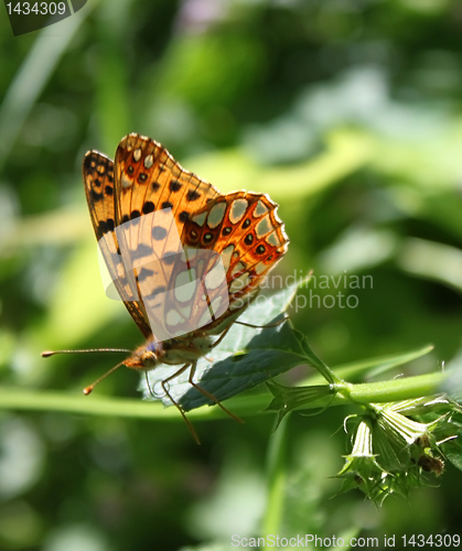 Image of brown butterfly 