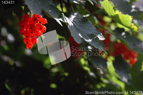 Image of Berries