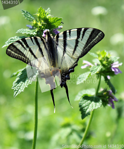 Image of butterfly (Scarce Swallowtail)