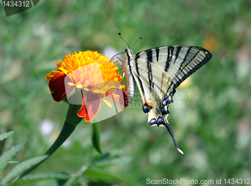 Image of butterfly on flower