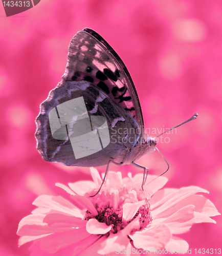 Image of butterfly on zinnia