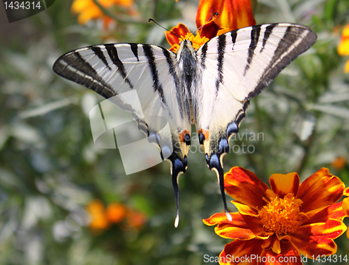 Image of butterfly (Scarce Swallowtail) 