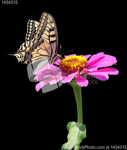 Image of butterfly on flower