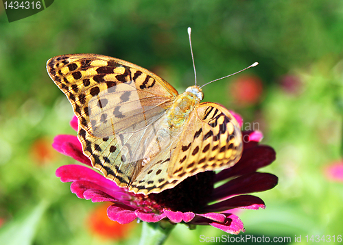 Image of butterfly