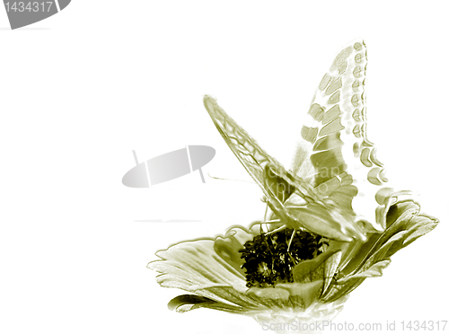 Image of butterfly on flower