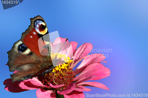 Image of butterfly on flower