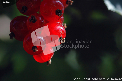 Image of Berries