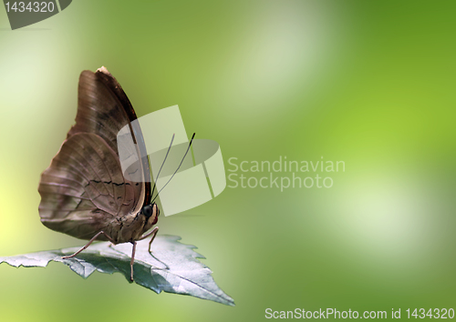 Image of butterfly on leaf