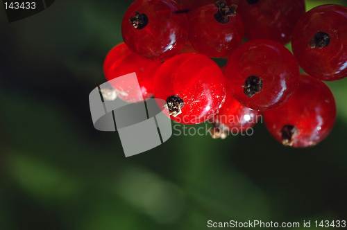 Image of Berries