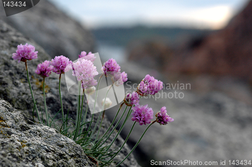 Image of Beach flowers