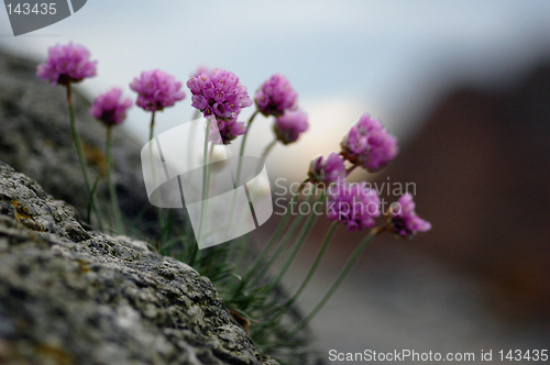 Image of Beach flowers