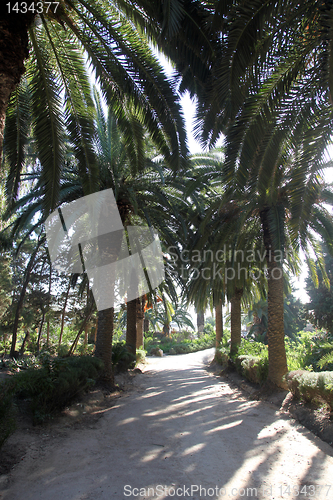 Image of Beautiful palm garden, Carthage, Tunisia