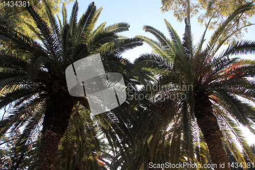 Image of Beautiful palm garden, Carthage, Tunisia